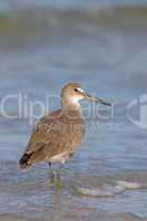 Willet in the surf