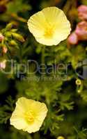 Flowers; Yellow Poppies