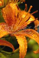 Hemerocallis Lily, Reproductive Par