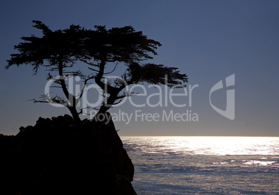 CYPRESS TREE IN SILHOUETTE