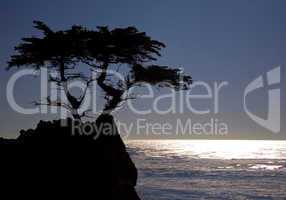 CYPRESS TREE IN SILHOUETTE