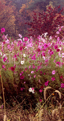 Cosmos Flowers in a Field, Fall
