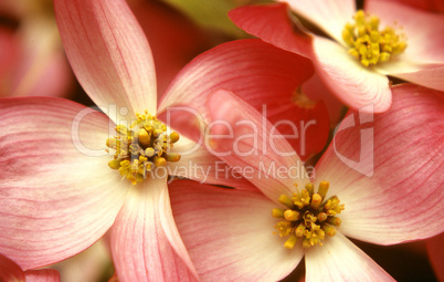 Dogwood, Blossoms, Reproduction