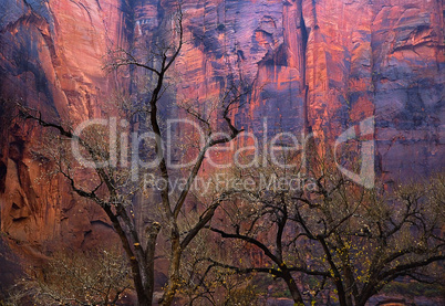 TREES AGAINST THE RED ROCK OF ZION