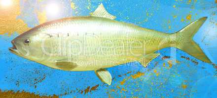 American Shad; Artist's Rendition