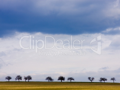 Spring fieldscape