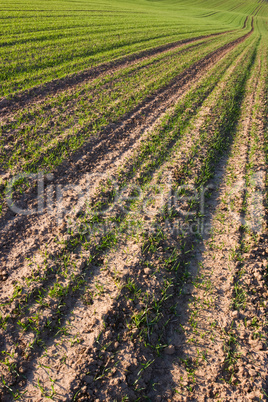 Spring field