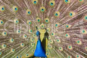 Peacock