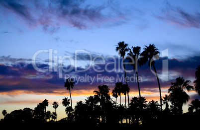 PALM TREE SUNSET