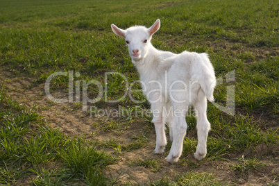 White goatling