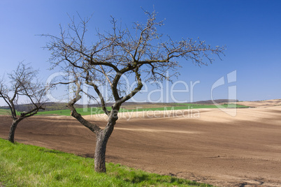 Spring fieldscape