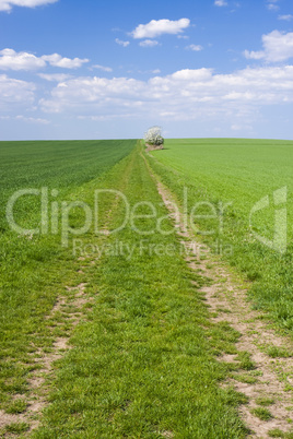 Spring landscape