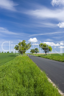 Spring landscape