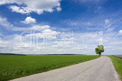 Spring landscape with road