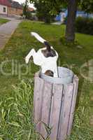 Homeless dog in waste bin