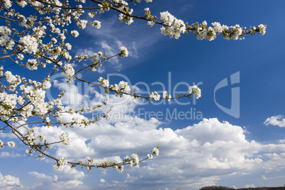 Flowering cherry-tree