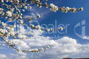 Flowering cherry-tree
