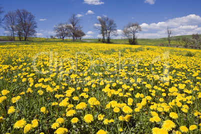 Spring landscape with dandelions