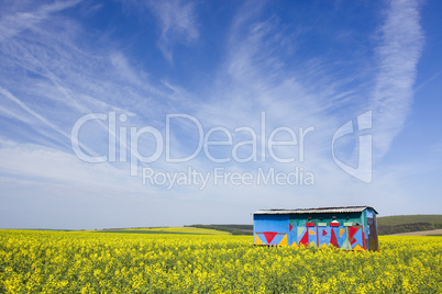 Bee-house in rape field