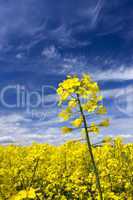 Rape field