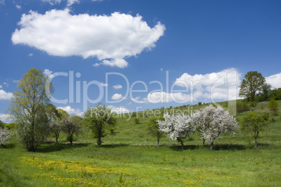 Spring landscape