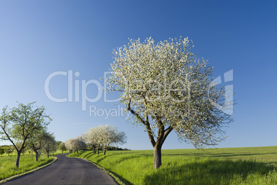 Road with flowering trees