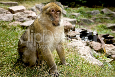 Sitting Barbary Macaque monkey