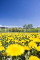 Spring landscape with dandelions