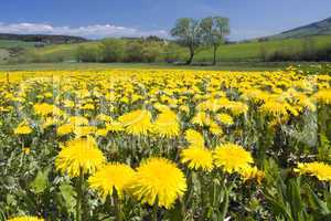 Spring landscape with dandelions