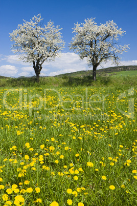 Spring landscape with flowering tre