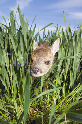 Roe-calf in green grain