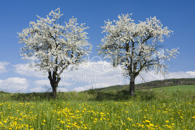 Spring landscape with flowering tre