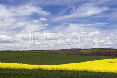 Spring landscape with rape field