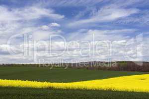 Spring landscape with rape field