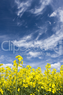 Rape field