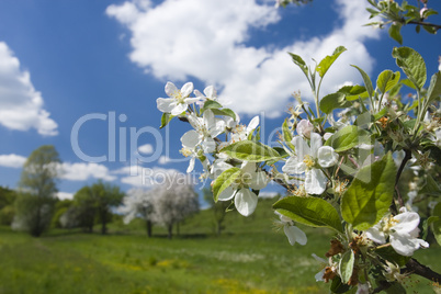 Flowering apple tree