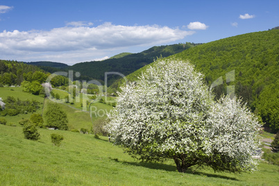 Spring landscape