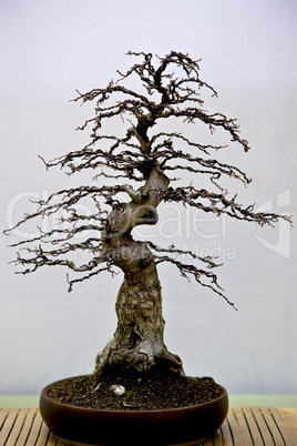 Korean Hornbeam bonsai tree