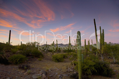 CACTI AT SUNSET