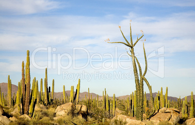 BOOJUM TREES IN BAJA