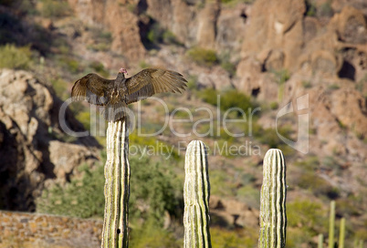 VULTURE ON A CACTUS