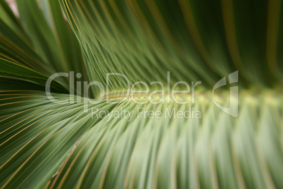 Tropical leaf