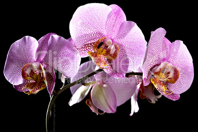 Phalaenopsis orchid