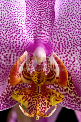 Phalaenopsis orchid