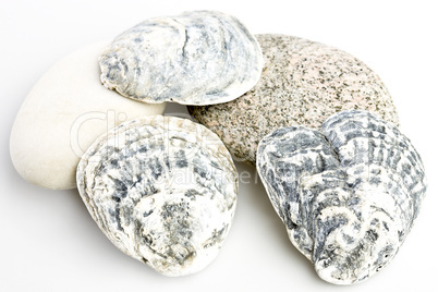 Oyster shells