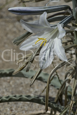 Desert Lilies 8