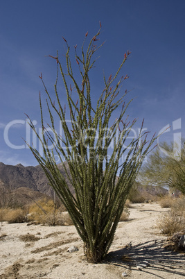 Ocotillo Anza-Borrego