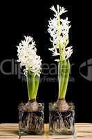 Two Common Hyacinths