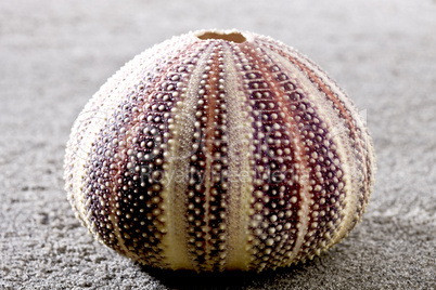 Shell of Sea urchin on the beach