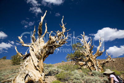 BRISTLECONE PINES